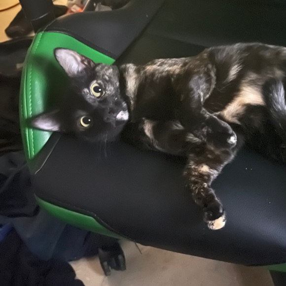 Meet your Posher, Autumn - Picture 2 of 4